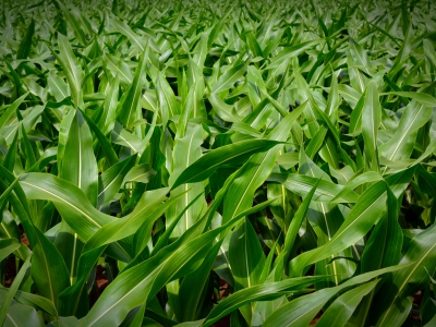A kukorica növényvédelme